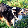 Montana participe au concours pour gagner de l'argent avec cette photo : dog, outdoor, grass, animal, pet, collar, fur, sunlight, nature, muzzle, teeth, ears, tag, canine, mouth_open, black, white, tan, standing, daylight