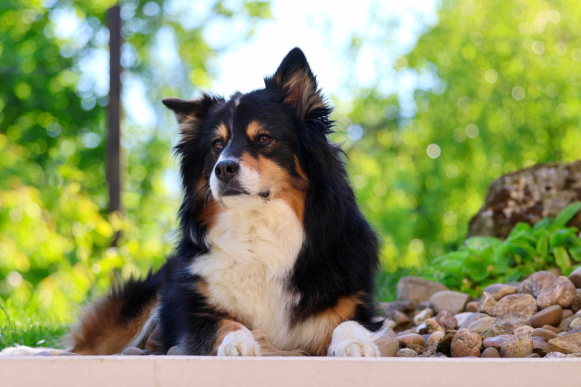 Montana a rejoint le concours — aidez-le/la à gagner de superbes lots ! dog, animal, tricolor, outdoor, nature, greenery, rocks, fur, pet, canine, laying, portrait, daylight, serene, calm, ears_up, closeup, garden, relaxed, mammal