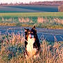 dog, outdoor, field, grass, sunset, nature, animal, tricolor, tongue, rural, canine, pet, sitting, sunlight, scenery, landscape, ears, fur, road, wildlife
