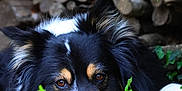 Montana a rejoint le concours — aidez-le/la à gagner de superbes lots ! dog, animal, pet, outdoor, nature, greenery, plants, leaves, logs, wood, fur, face, eyes, nose, resting, closeup, muzzle, canine, quiet, relaxation