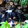 dog, animal, pet, outdoor, nature, greenery, plants, leaves, logs, wood, fur, face, eyes, nose, resting, closeup, muzzle, canine, quiet, relaxation
