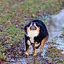 animal, black, brown, canine, dog, energetic, fur, grass, leaves, muddy, nature, outdoor, path, playful, puddle, running, shake, water, wet, white
