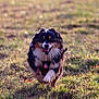 active, animal, canine, daylight, dog, energetic, field, fur, grass, grassland, happy, joyful, mammal, nature, outdoor, pet, playing, running, tongue, tricolor