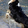 active, animal, black_fur, brown_fur, canine, dog, energetic, fur, jumping, motion, mouth_open, nature, outdoor, playful, river, splash, summer, water, wet, white_fur