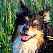 Montana participe au concours pour gagner de l'argent avec cette photo : dog, wet_fur, grass, outdoor, nature, animal, happy, tongue_out, field, flower, pet, canine, closeup, summer, sunlight, ears_up, smiling, playful, fur, cute