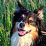 dog, wet_fur, grass, outdoor, nature, animal, happy, tongue_out, field, flower, pet, canine, closeup, summer, sunlight, ears_up, smiling, playful, fur, cute