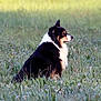 dog, animal, sitting, grass, field, outdoor, nature, pet, fur, black, white, tan, side_view, canine, wildflowers, peaceful, portrait, summer, daylight, mammal