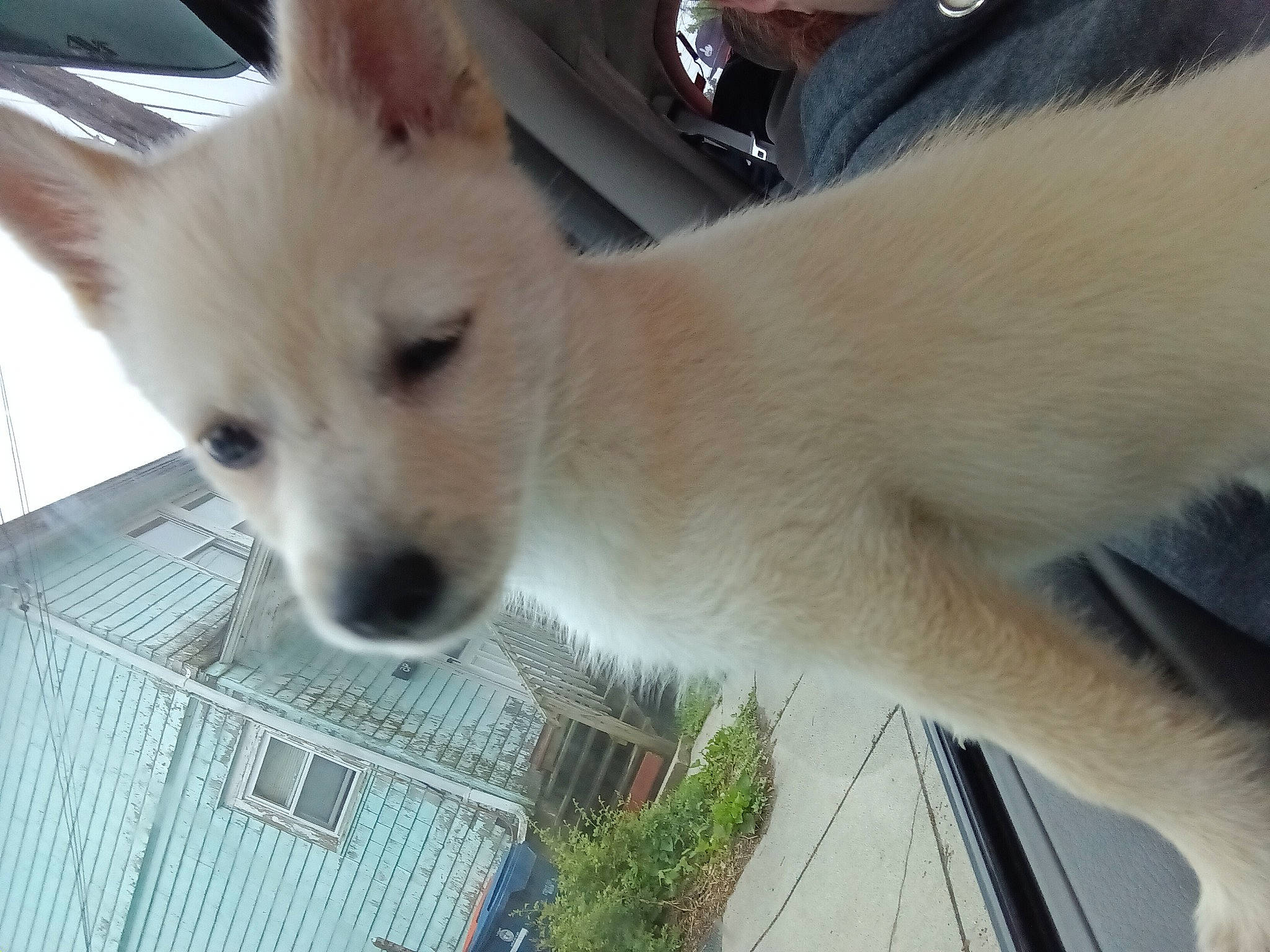 O'Nesty joined the competition — help win amazing prizes! ancient_dog_breeds, canidae, carnivore, collar, companion_dog, dog, dog_breed, fawn, fur, mesh, non_sporting_group, pet_supply, plant, snout, sporting_group, tail, terrestrial_animal, whiskers, working_animal, working_dog