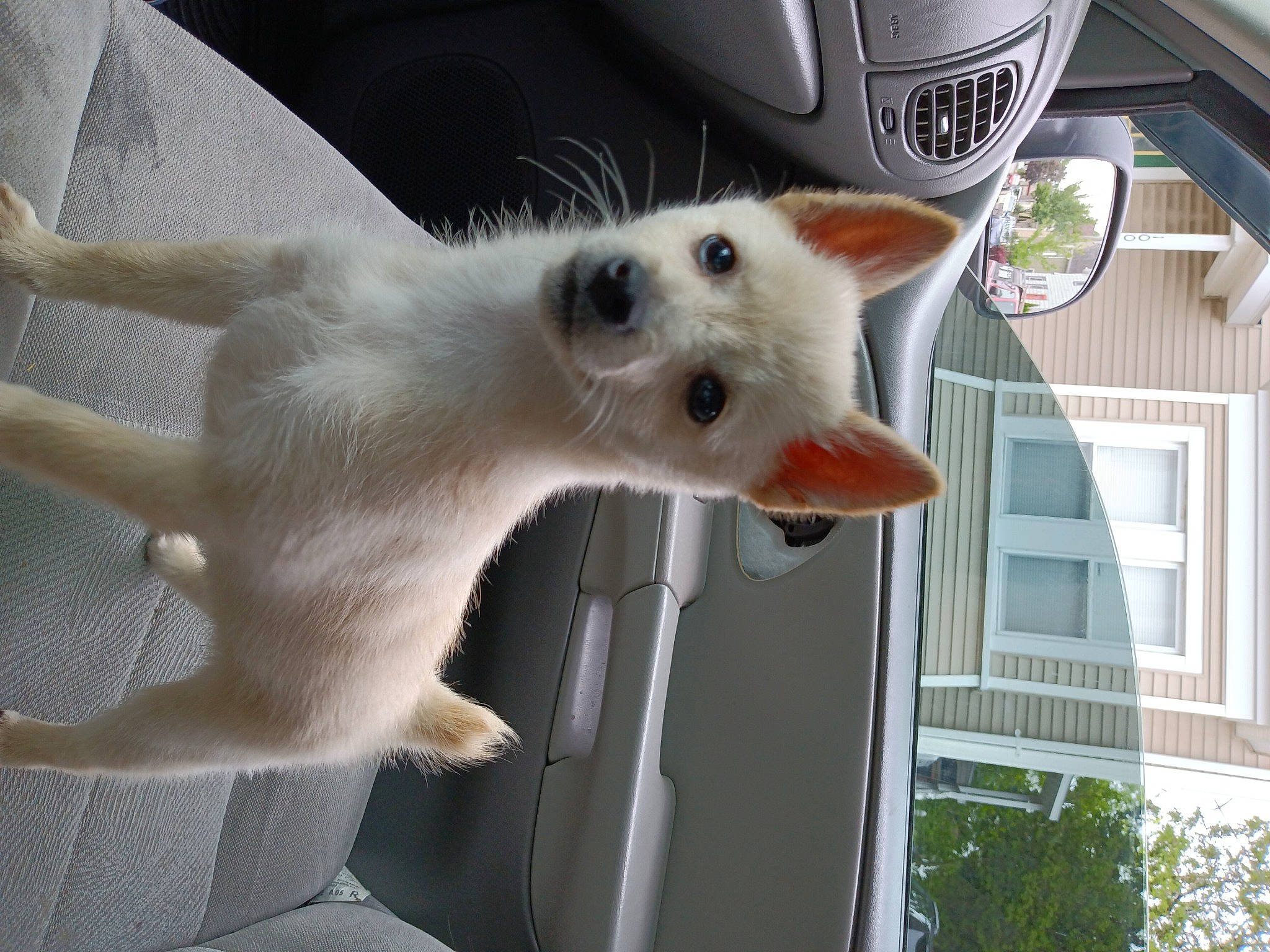 O'Nesty joined the competition — help win amazing prizes! building, canidae, carnivore, cat, claw, companion_dog, dog_breed, fawn, felidae, fur, house, plant, small_to_medium_sized_cats, snout, sporting_group, tail, terrestrial_animal, whiskers, wildlife, window