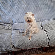 Friskette a rejoint le concours — aidez-le/la à gagner de superbes lots ! dog, cat, couch, gray_couch, indoor, pet, curious_cat, fluffy_dog, white_dog, orange_and_white_cat, furniture, cozy, sitting, fur, animal, domestic_animal, relaxed, looking, home, companion