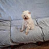 dog, cat, couch, gray_couch, indoor, pet, curious_cat, fluffy_dog, white_dog, orange_and_white_cat, furniture, cozy, sitting, fur, animal, domestic_animal, relaxed, looking, home, companion