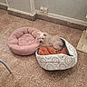 Friskette a rejoint le concours — aidez-le/la à gagner de superbes lots ! dog, pet_bed, floor, indoor, small_dog, white_dog, scruffy_dog, tiled_floor, wall, corner, plush_bed, patterned_bed, relaxed, cozy, home, animal, companion, resting, fur, cute