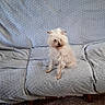 dog, cat, couch, living_room, pet, furniture, curious_cat, small_dog, texture, blue_couch, indoor, floor, wooden_floor, sitting, fur, animal, cute, cozy, home, relaxing