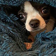 Chanel participe au concours pour gagner de l'argent avec cette photo : animal, blanket, bostonbull, bulldog, canine, chihuahua, cockerspaniel, dog, dogbed, hound, papillon, pet, puppy, quilt, snout