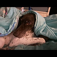 Bella is registered to the contest to win money with this photo: animal, bed, blanket, brown_dog, closeup, comfort, cozy, cute, dog, fur, home, indoor, paw, pet, portrait, relaxed, resting, sleepy, snug, white_spots