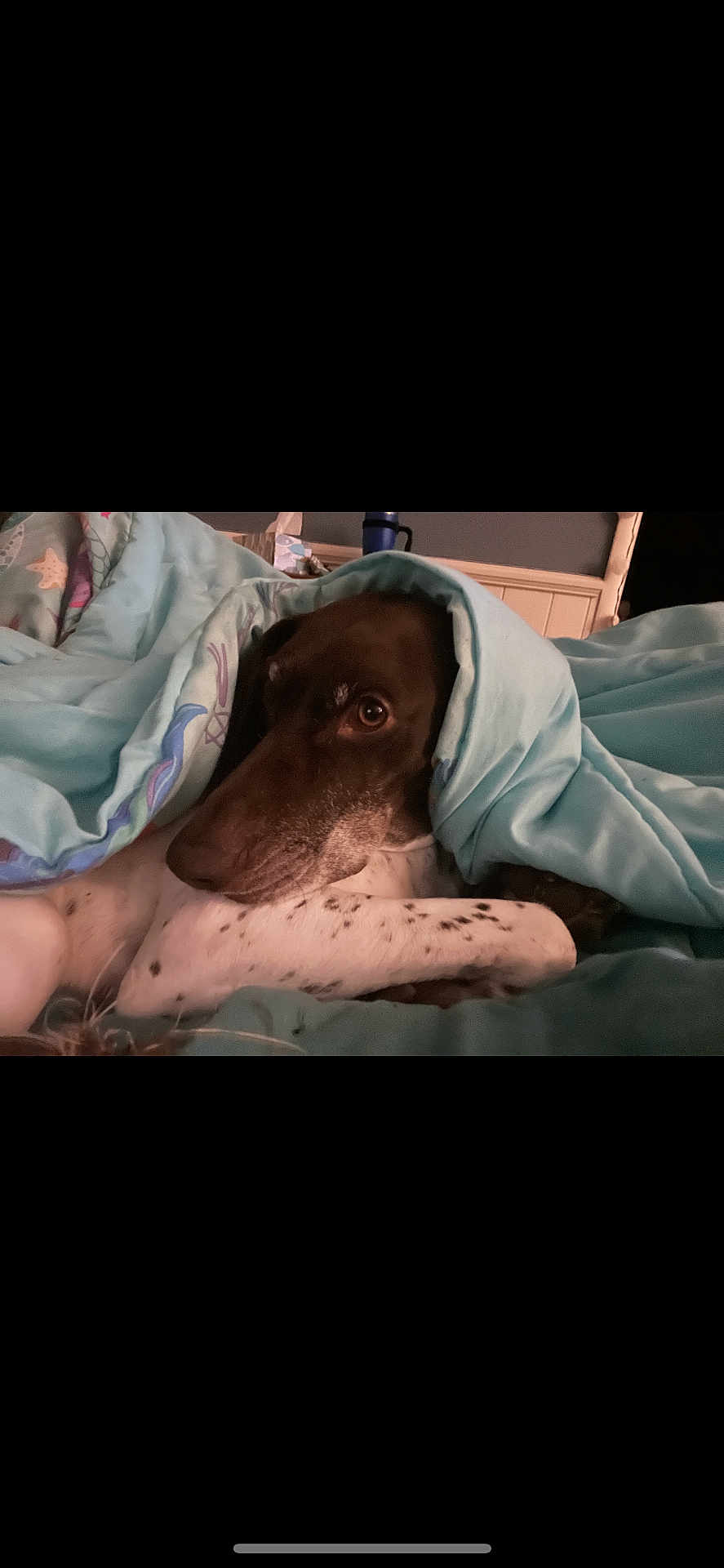 Bella