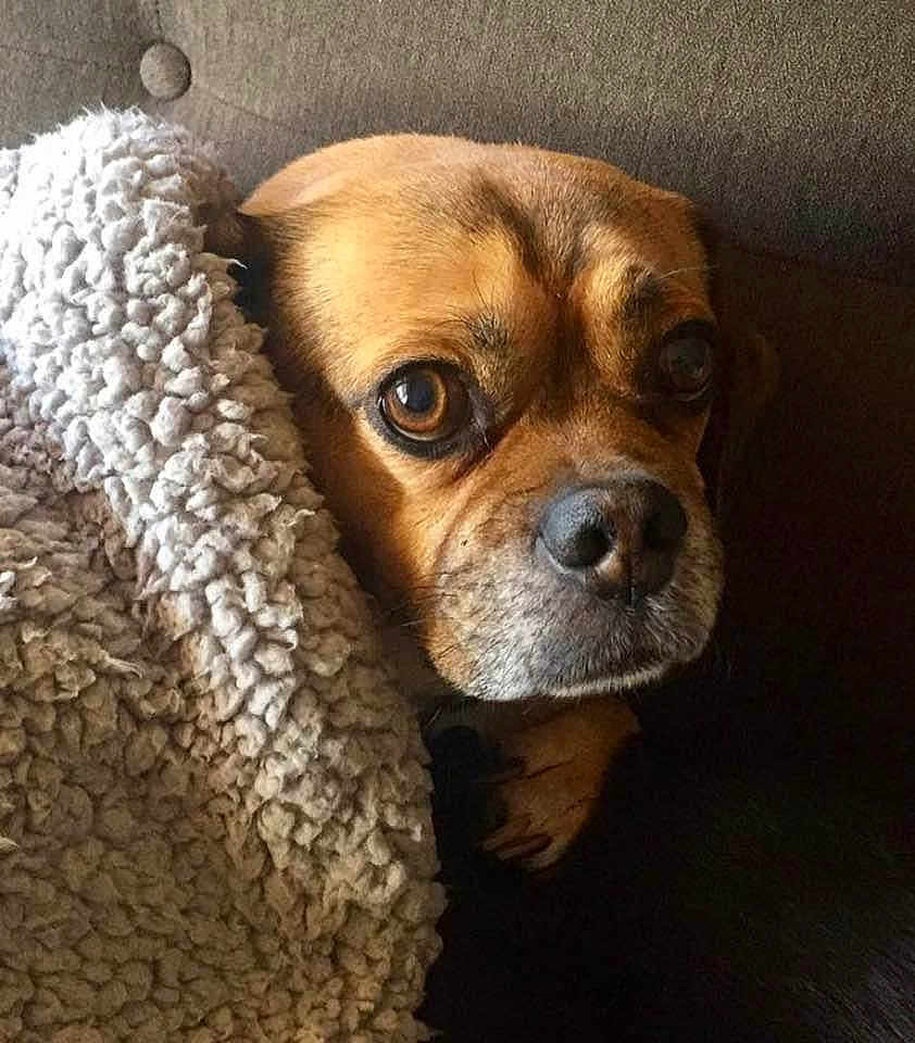Jack is registered to the contest to win money with this photo: dog, blanket, cozy, indoor, brown, pet, fur, texture, curious, closeup, face, animal, couch, resting, snuggled, soft, warm, comfortable, portrait, relaxed