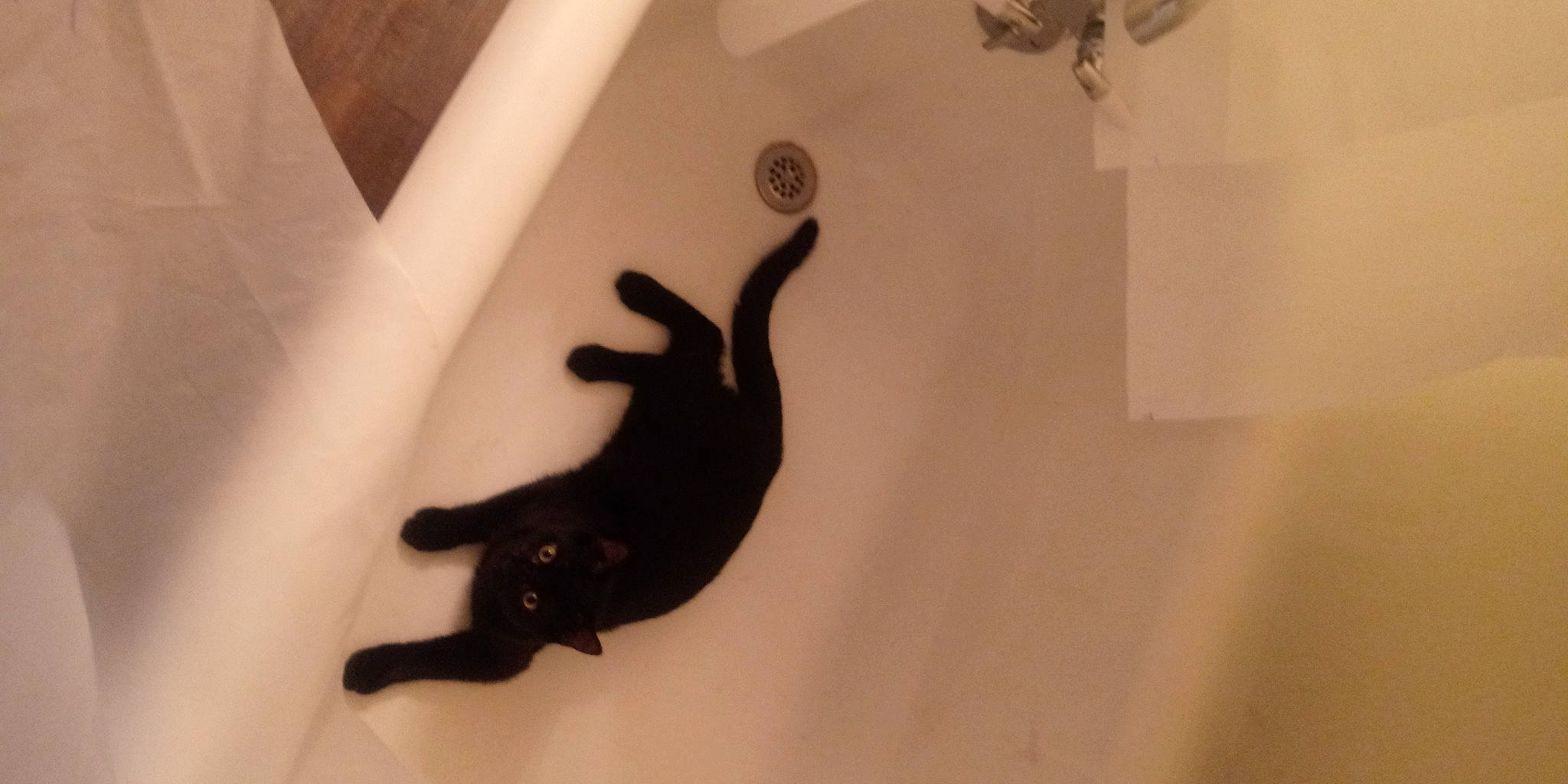 Whiskey is registered to the contest to win money with this photo: beige, carnivore, cat, claw, felidae, floor, flooring, fur, paw, plaster, shadow, small_to_medium_sized_cats, tail, terrestrial_animal, vertebrate, white