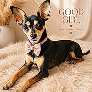 Princess joined the competition — help win amazing prizes! bed, black_and_tan, blanket, bow_tie, cream_background, decor, dog, fluffy_texture, indoors, large_ears, looking_at_camera, lying_down, pampas_grass, pet_photography, pink_accessory, portrait, sitting, small_dog, text_overlay, warm_lighting