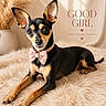 dog, small_dog, black_and_tan, bow_tie, pink_accessory, portrait, indoors, bed, blanket, fluffy_texture, cream_background, warm_lighting, pampas_grass, decor, sitting, lying_down, looking_at_camera, large_ears, pet_photography, text_overlay