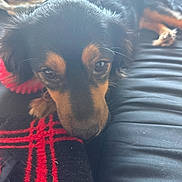 Buster joined the competition — help win amazing prizes! dog, pet, close_up, black_and_brown, blanket, resting, indoor, fur, animal, cute, face, snout, ears, paws, soft_light, cozy, relaxed, home, comfort, lying_down