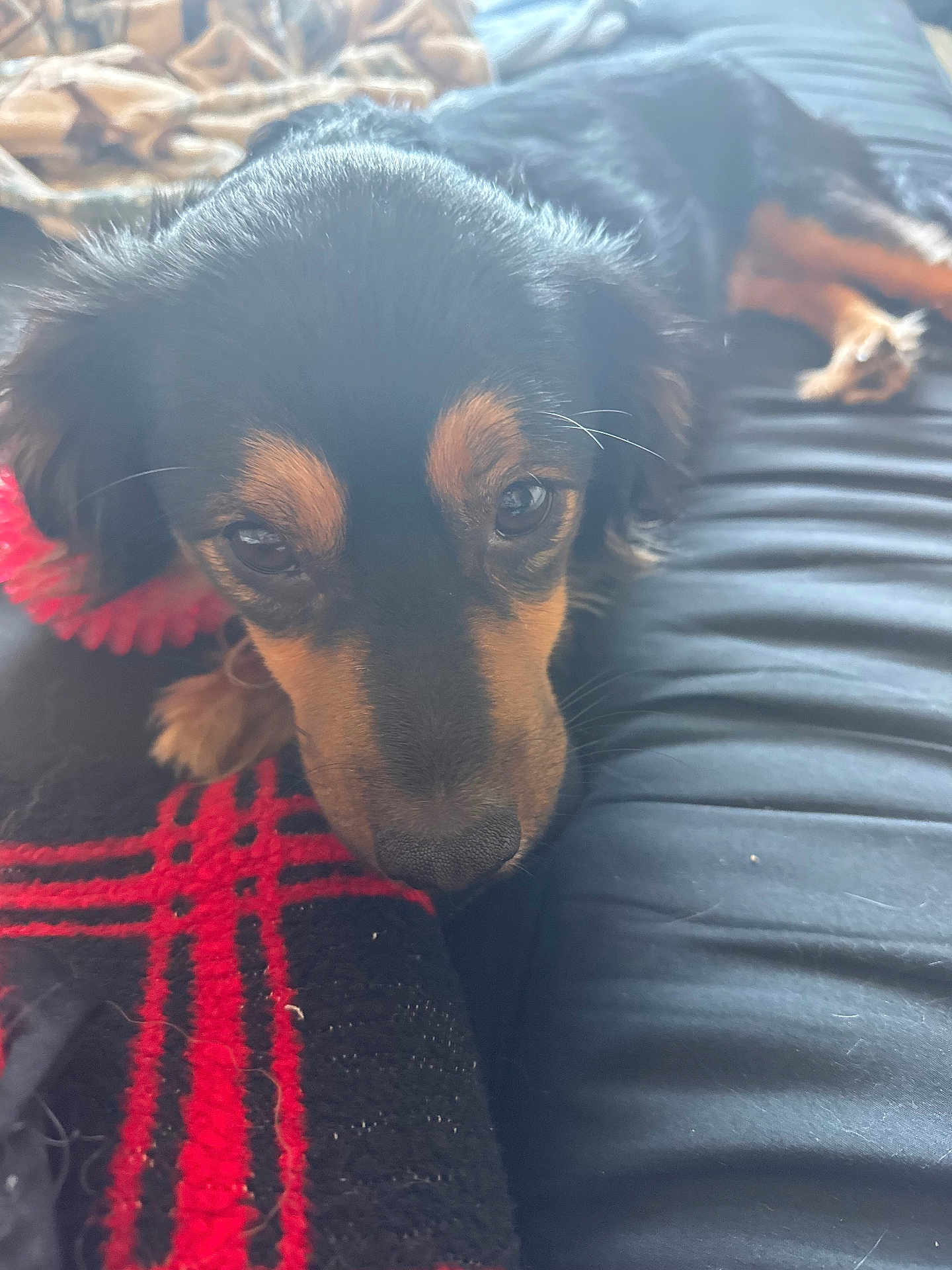 Buster joined the competition — help win amazing prizes! dog, pet, close_up, black_and_brown, blanket, resting, indoor, fur, animal, cute, face, snout, ears, paws, soft_light, cozy, relaxed, home, comfort, lying_down