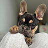 dog, french_bulldog, puppy, black_and_tan, bat_ears, close_up, portrait, pet, cute, sleepy, resting, paws, claws, blanket, cuddling, indoor, soft_lighting, shallow_depth_of_field, gray_background, photography