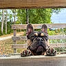 dog, french_bulldog, pet, animal, face, paws, ears, wrinkles, portrait, close_up, outdoor, wooden_deck, railing, forest, trees, nature, trail, daylight, looking_at_camera, funny