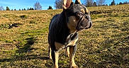 Sully participe au concours pour gagner de l'argent avec cette photo : dog, french_bulldog, pet, animal, outdoor, meadow, field, grass, landscape, nature, blue_sky, sunny, standing, shorthaired, black_and_tan, upright_ears, wrinkled_face, portrait, rural, human_arm