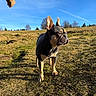 dog, french_bulldog, pet, animal, outdoor, meadow, field, grass, landscape, nature, blue_sky, sunny, standing, shorthaired, black_and_tan, upright_ears, wrinkled_face, portrait, rural, human_arm