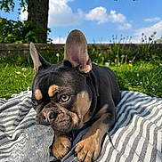 Sully a rejoint le concours — aidez-le/la à gagner de superbes lots ! dog, french_bulldog, puppy, pet, animal, black_and_tan, bat_ears, brown_eyes, wrinkled_face, short_snout, lying_down, paws, plastic_bottle, blanket, striped_fabric, grass, garden, tree, blue_sky, outdoor