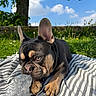 dog, french_bulldog, puppy, pet, animal, black_and_tan, bat_ears, brown_eyes, wrinkled_face, short_snout, lying_down, paws, plastic_bottle, blanket, striped_fabric, grass, garden, tree, blue_sky, outdoor