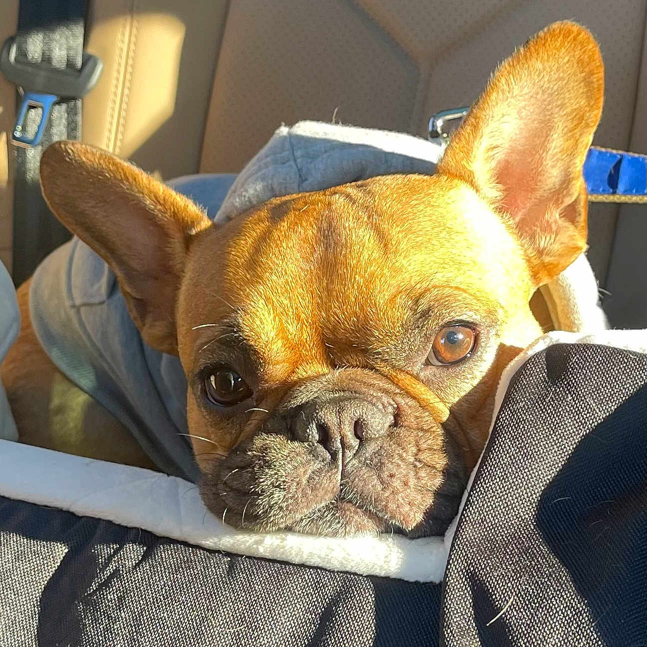 Milo joined the competition — help win amazing prizes! accessories, animal, belt, blanket, bostonbull, boxer, bulldog, canine, chihuahua, cushion, dog, frenchbulldog, headrest, homedecor, person, pet, pitbull, puppy, sleeping