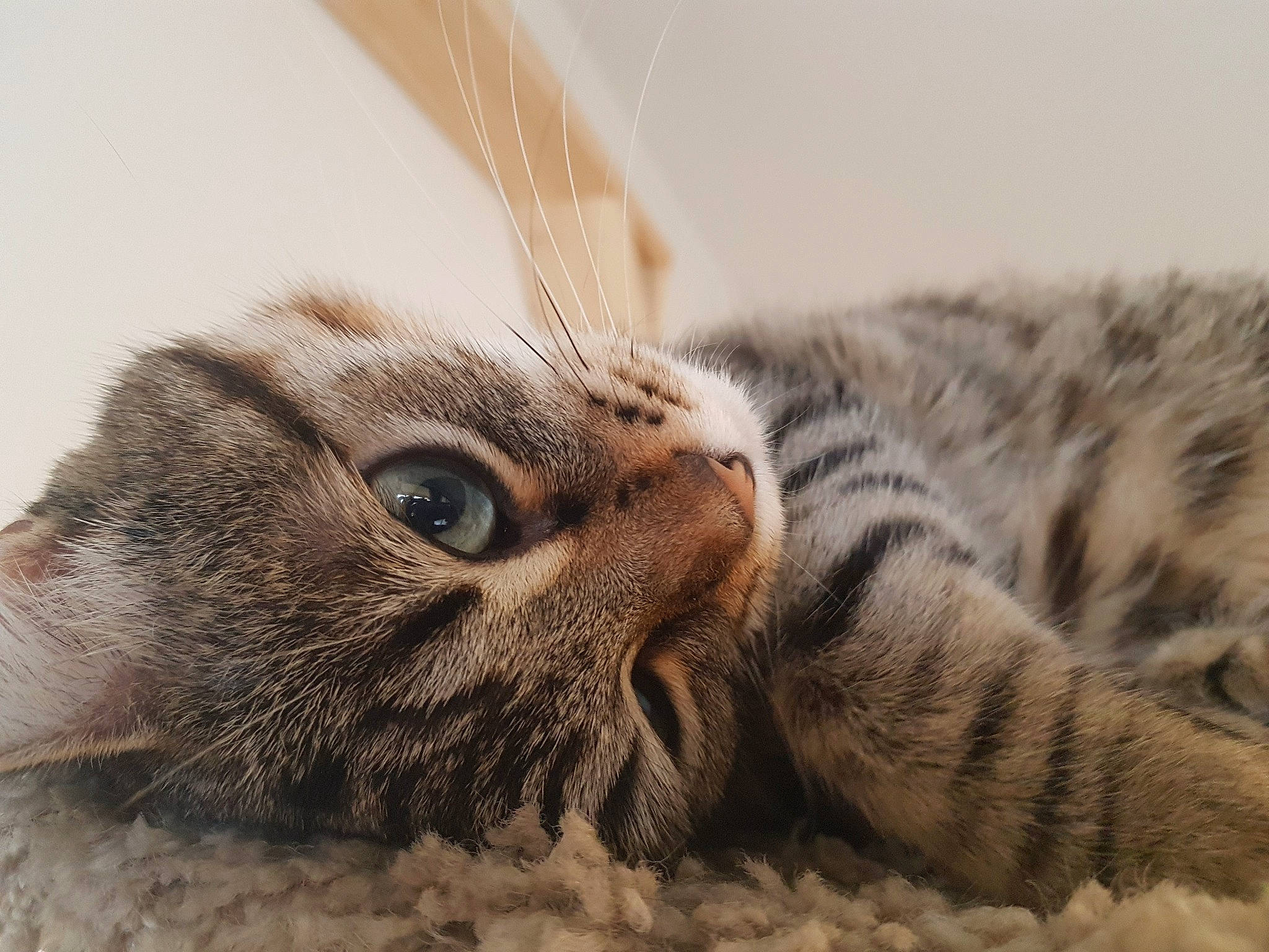 Evee a rejoint le concours — aidez-le/la à gagner de superbes lots ! carnivore, cat, claw, comfort, domestic_short_haired_cat, fawn, felidae, fur, grey, nap, paw, sleep, small_to_medium_sized_cats, snout, tail, terrestrial_animal, whiskers, wildlife