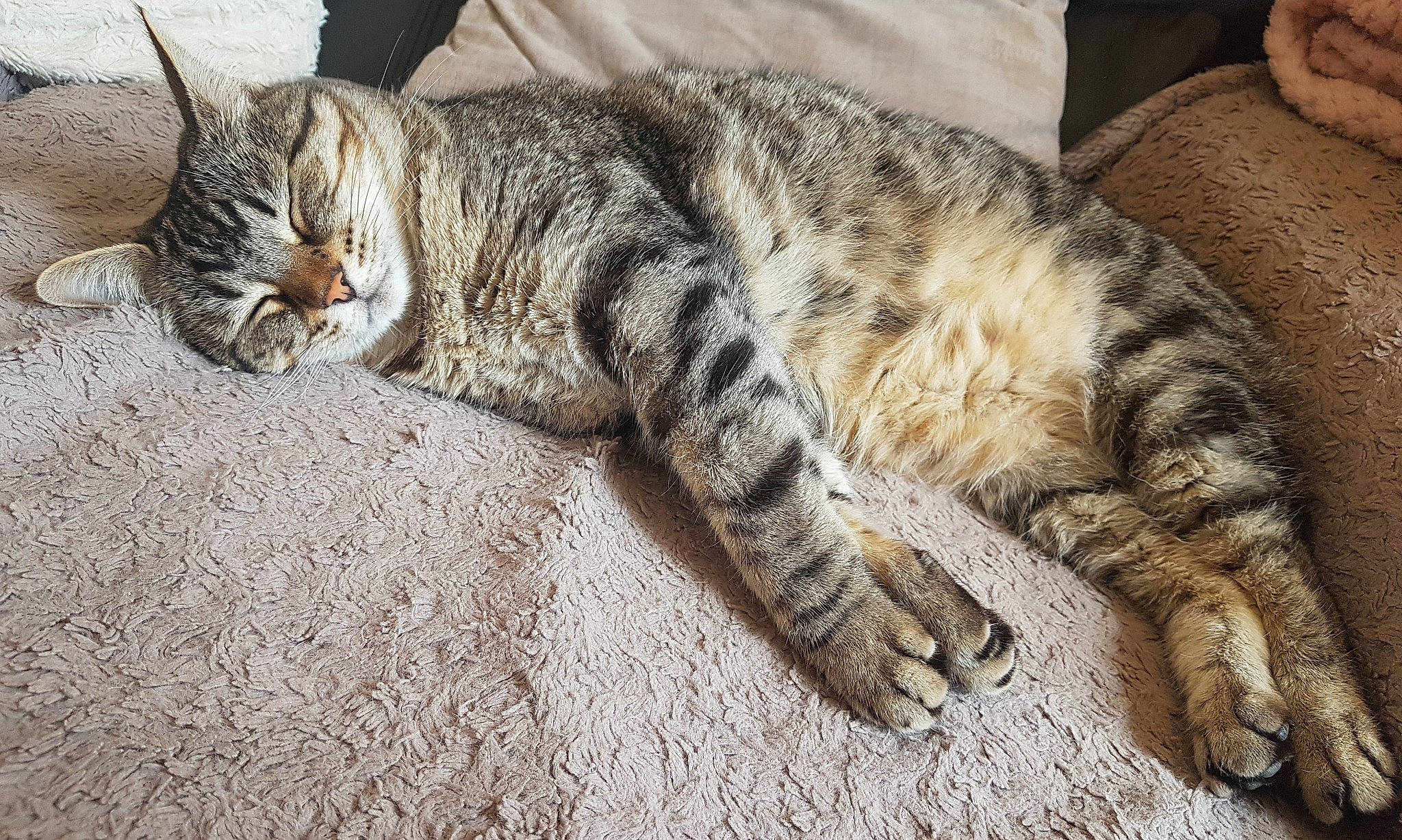 Evee a rejoint le concours — aidez-le/la à gagner de superbes lots ! carnivore, cat, claw, comfort, domestic_short_haired_cat, felidae, foot, fur, nap, paw, sleep, small_to_medium_sized_cats, snout, tail, terrestrial_animal, whiskers, wildlife, wood