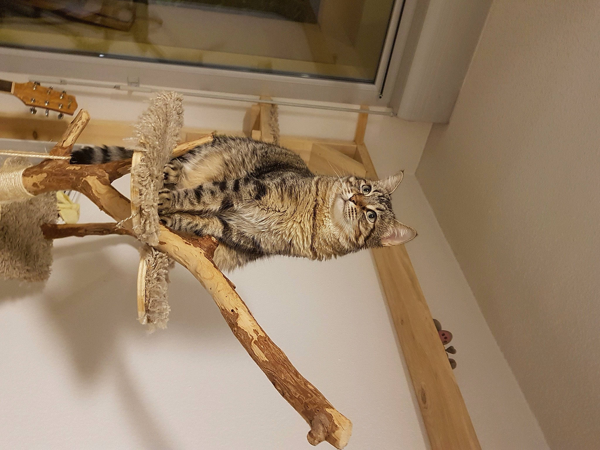 Evee a rejoint le concours — aidez-le/la à gagner de superbes lots ! art, artifact, bird, claw, coast_horned_lizard, felidae, fossil, horned_lizard, iguania, lizard, metal, natural_material, reptile, scaled_reptile, tail, terrestrial_animal, twig, wildlife, wood