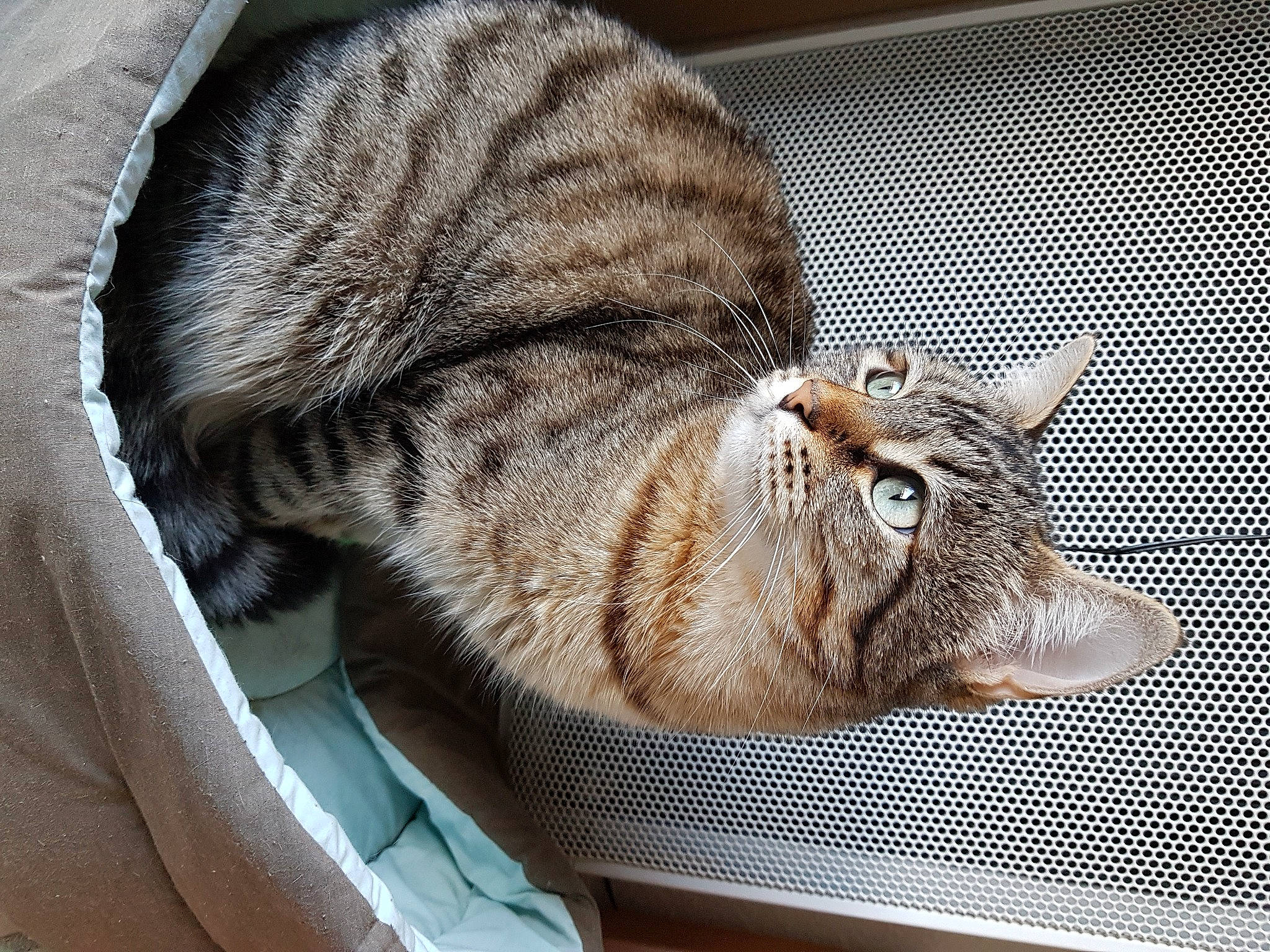 Evee participe au concours pour gagner de l'argent avec cette photo : carnivore, cat, cat_bed, cat_supply, comfort, domestic_short_haired_cat, fawn, felidae, fur, grey, nap, paw, sleep, small_to_medium_sized_cats, snout, tail, terrestrial_animal, vertebrate, whiskers, wildlife