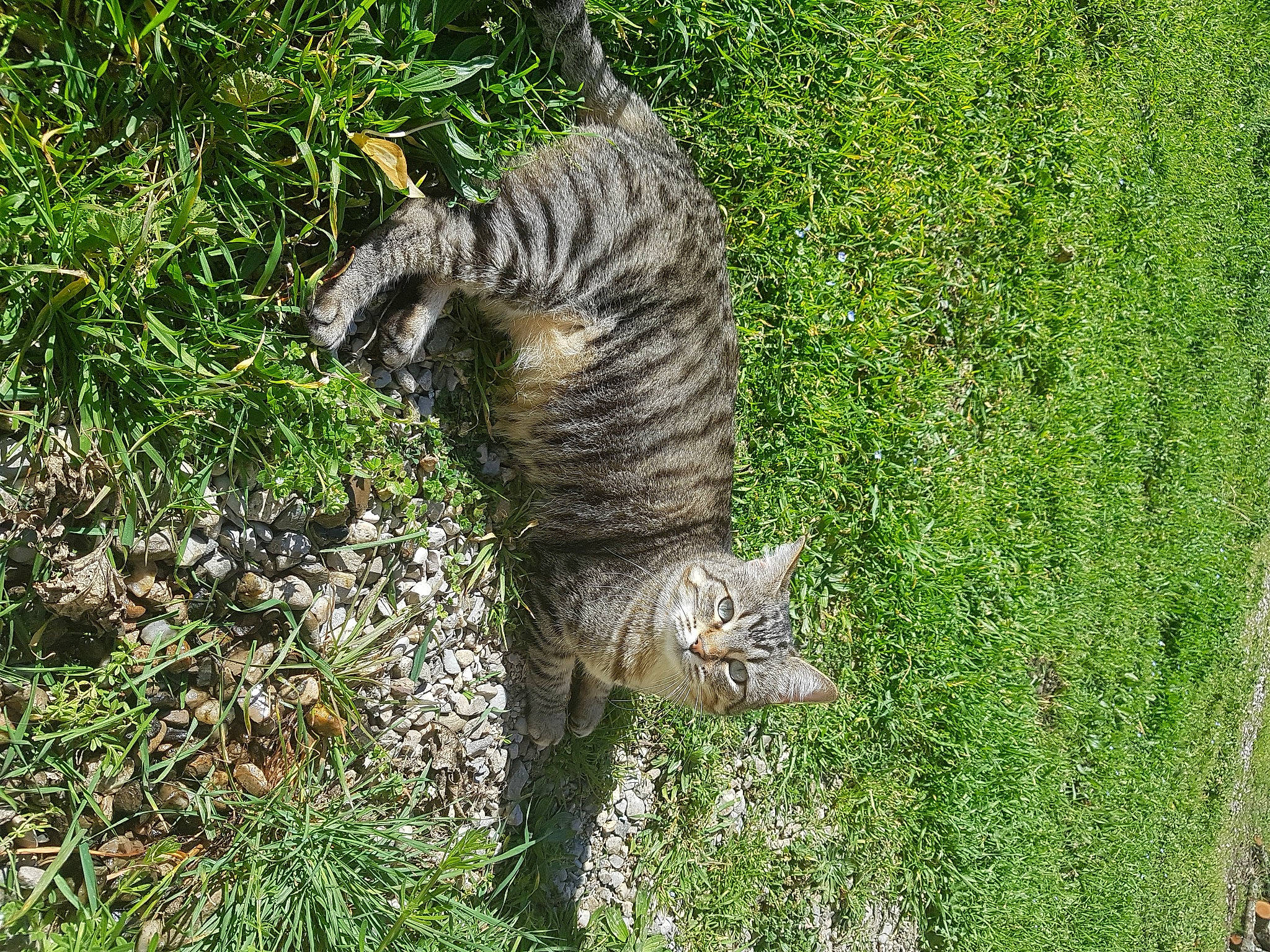 Evee participe au concours pour gagner de l'argent avec cette photo : carnivore, cat, domestic_short_haired_cat, fawn, felidae, fur, grass, grass_family, grassland, groundcover, lynx, plant, shrub, small_to_medium_sized_cats, snout, tail, terrestrial_animal, terrestrial_plant, trunk, whiskers