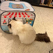 Samy participe au concours pour gagner de l'argent avec cette photo : animal, bookshelf, butterfly, cat, colorful, curious, decor, floor, flower, fluffy, furniture, home, indoor, pet, playhouse, room, shelf, tail, tent, tile