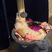 Layla is registered to the contest to win money with this photo: cat, cat_tree, blanket, pillow, toy, sleeping, indoor, feline, pet, cozy, fur, relaxed, pink, purple, carpet, resting, domestic_animal, scratching_post, cute, napping