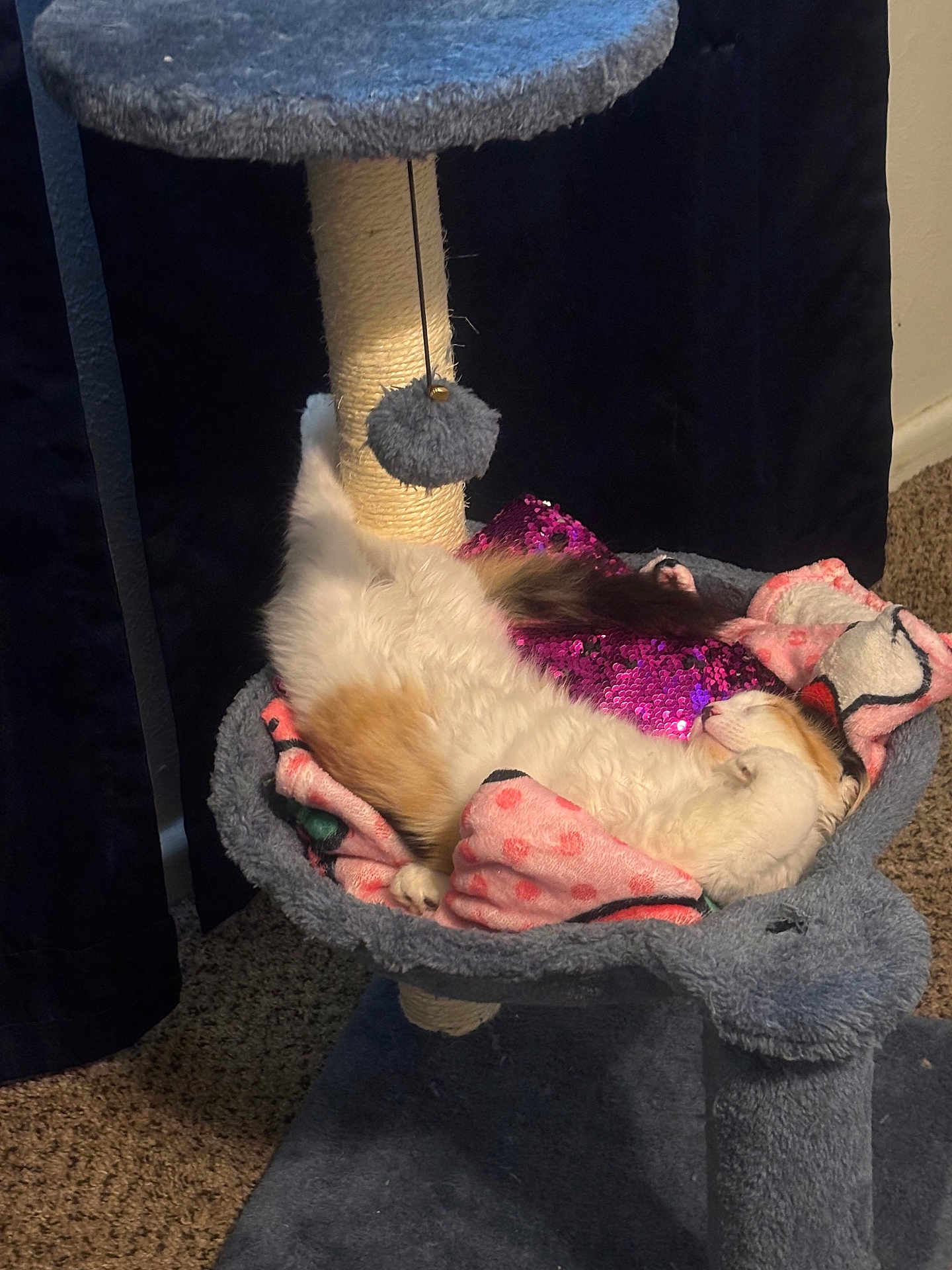 Layla is registered to the contest to win money with this photo: cat, cat_tree, blanket, pillow, toy, sleeping, indoor, feline, pet, cozy, fur, relaxed, pink, purple, carpet, resting, domestic_animal, scratching_post, cute, napping