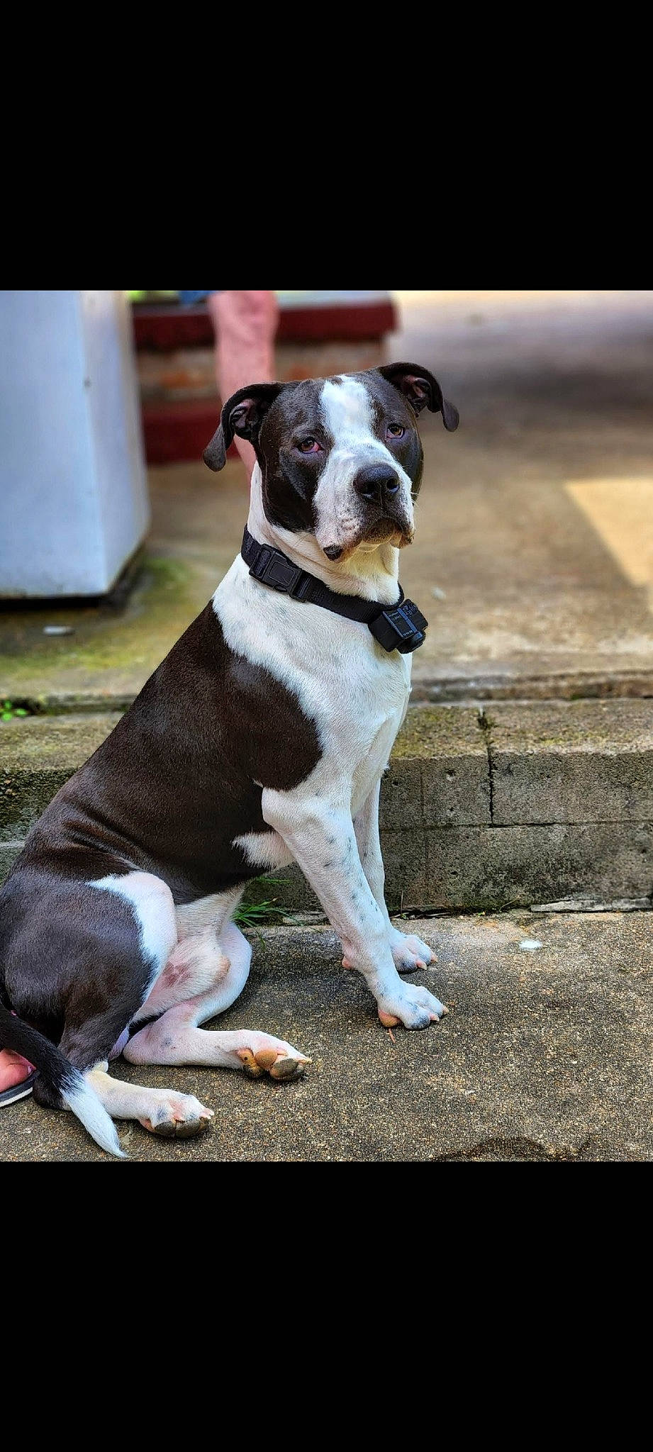 Remi joined the competition — help win amazing prizes! ancient_dog_breeds, canidae, carnivore, collar, companion_dog, dog, dog_breed, dog_collar, dog_supply, fawn, great_dane, hunting_dog, leash, non_sporting_group, pet_supply, snout, sporting_group, terrestrial_animal, working_animal, working_dog