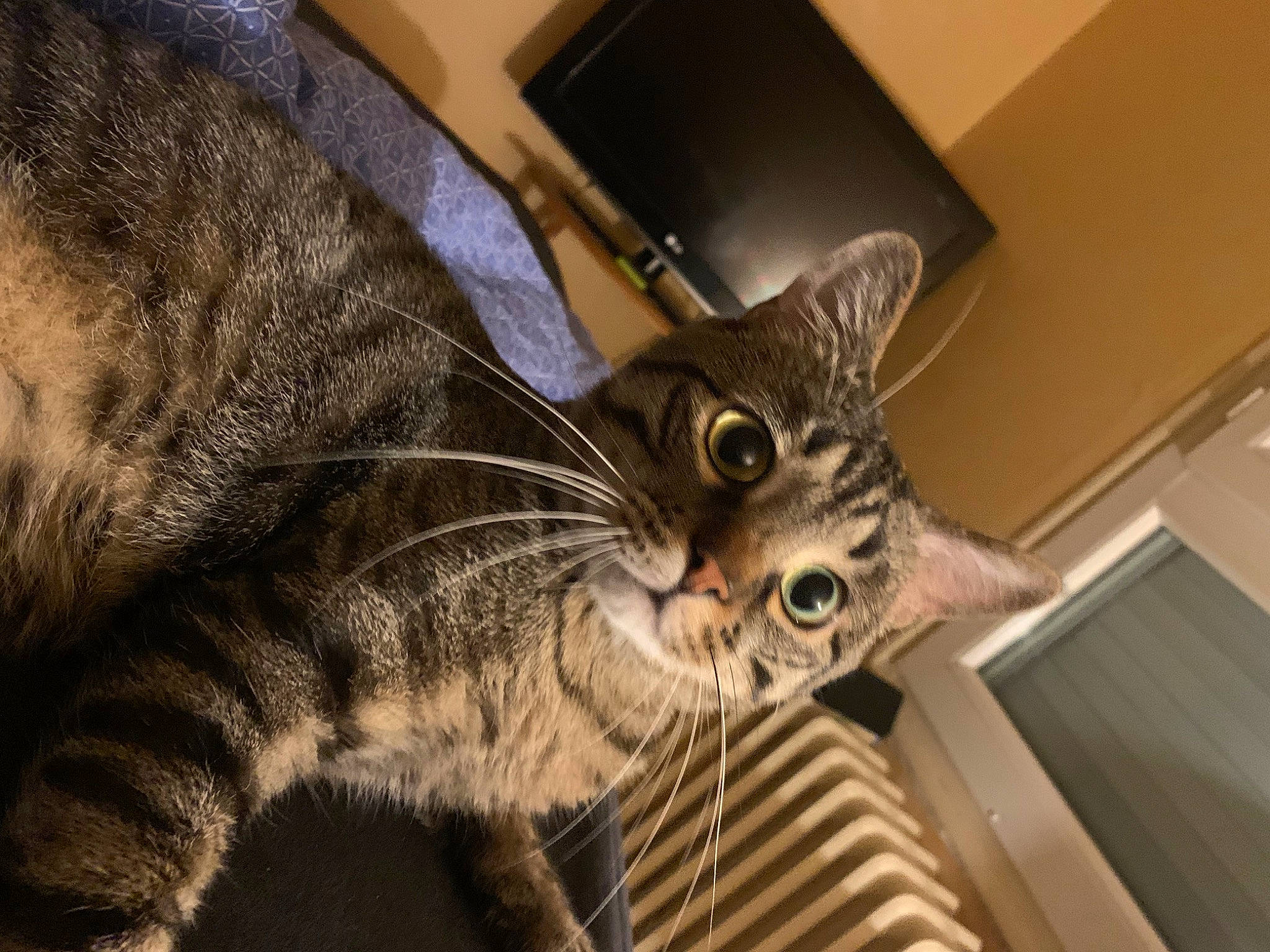 Coco a rejoint le concours — aidez-le/la à gagner de superbes lots ! box, carnivore, cat, claw, comfort, domestic_short_haired_cat, ear, felidae, fur, paw, small_to_medium_sized_cats, snout, tail, tree, whiskers, wood