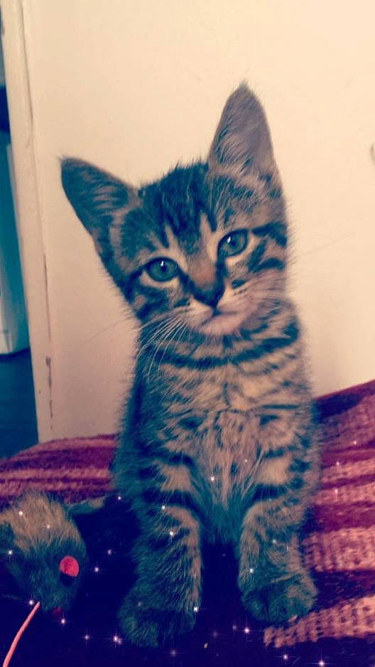 Coco participe au concours pour gagner de l'argent avec cette photo : carnivore, cat, claw, cloud, domestic_short_haired_cat, electric_blue, felidae, fur, iris, meteorological_phenomenon, mountainous_landforms, pattern, paw, sitting, sky, small_to_medium_sized_cats, snout, square, tail, whiskers