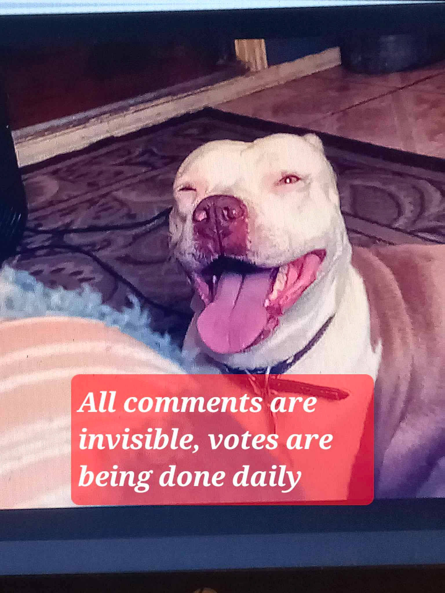 Bella is registered to the contest to win money with this photo: advertising, canidae, carnivore, collar, companion_dog, dog, dog_breed, fang, fawn, font, giant_dog_breed, happy, jaw, metal, pet_supply, photo_caption, puppy_love, sky, sporting_group, square