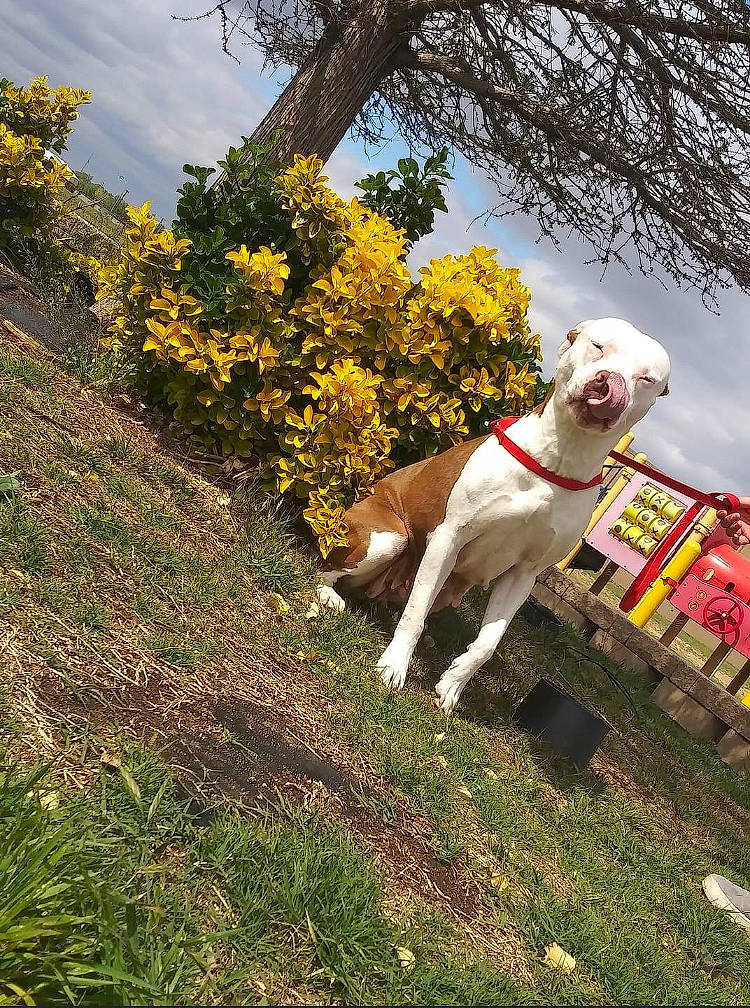 Bella joined the competition — help win amazing prizes! carnivore, cloud, collar, companion_dog, dog, dog_breed, dog_collar, dog_supply, fawn, flower, grass, gun_dog, leash, pet_supply, plant, sky, tail, tree, twig, working_animal