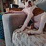 dog, bulldog, pet, animal, white_dog, brown_patches, winking, face, eyes, nose, paws, sitting, lounging, couch, ottoman, blanket, living_room, indoor, furniture, portrait