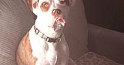Tank is registered to the contest to win money with this photo: animal, blurred, brown_and_white, collar, couch, counter, cozy, dog, domestic, ears, face, furniture, home, indoor, looking, pet, relaxed, sitting, snout, water_bottle