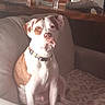 Tank is registered to the contest to win money with this photo: dog, brown_and_white, sitting, couch, indoor, pet, collar, furniture, water_bottle, counter, home, cozy, blurred, domestic, animal, relaxed, looking, ears, face, snout