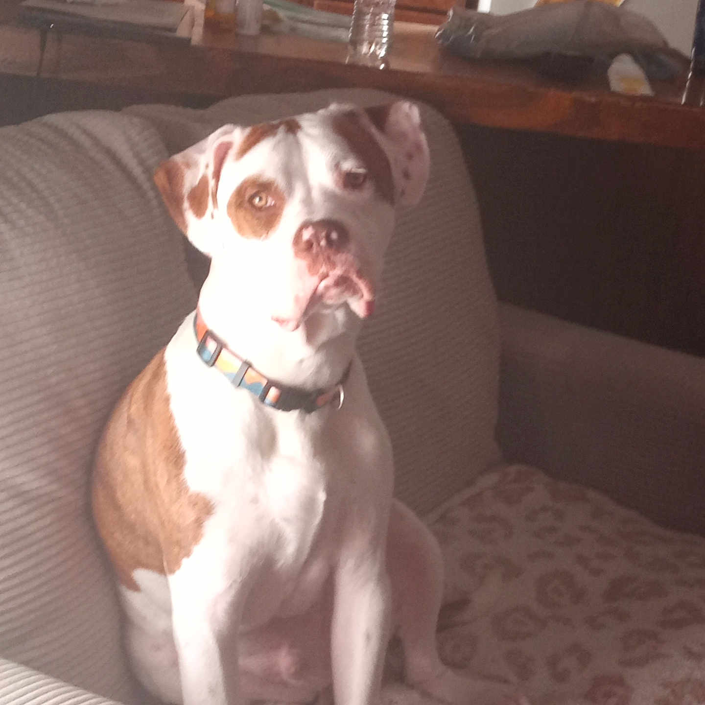 Tank is registered to the contest to win money with this photo: dog, brown_and_white, sitting, couch, indoor, pet, collar, furniture, water_bottle, counter, home, cozy, blurred, domestic, animal, relaxed, looking, ears, face, snout